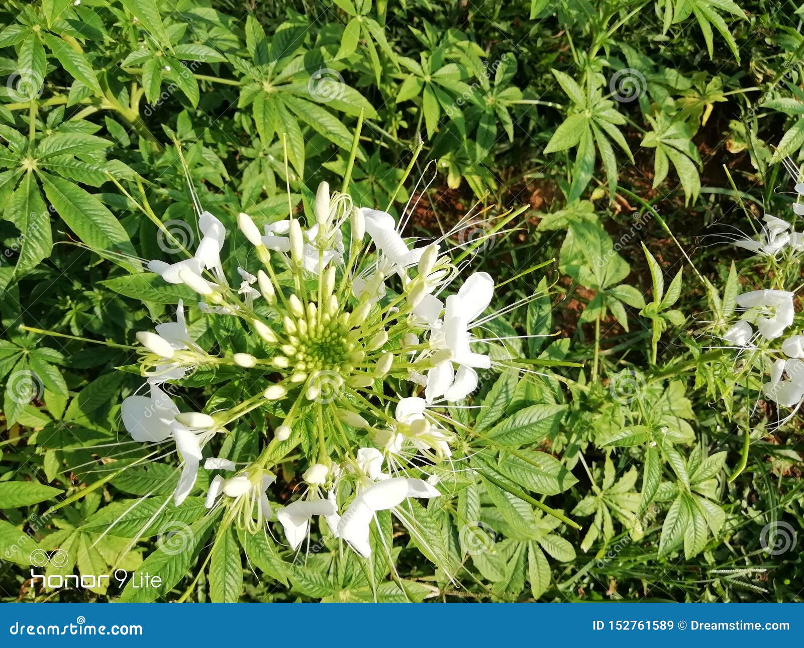 Angelica Flower branca imagem de stock. Imagem de sazonal - 152761589