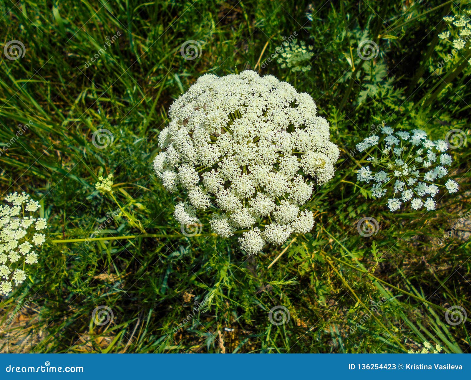 Angelica Planta No Residente Da Floresta a Da Floresta Imagem de Stock -  Imagem de erva, medicina: 136254423