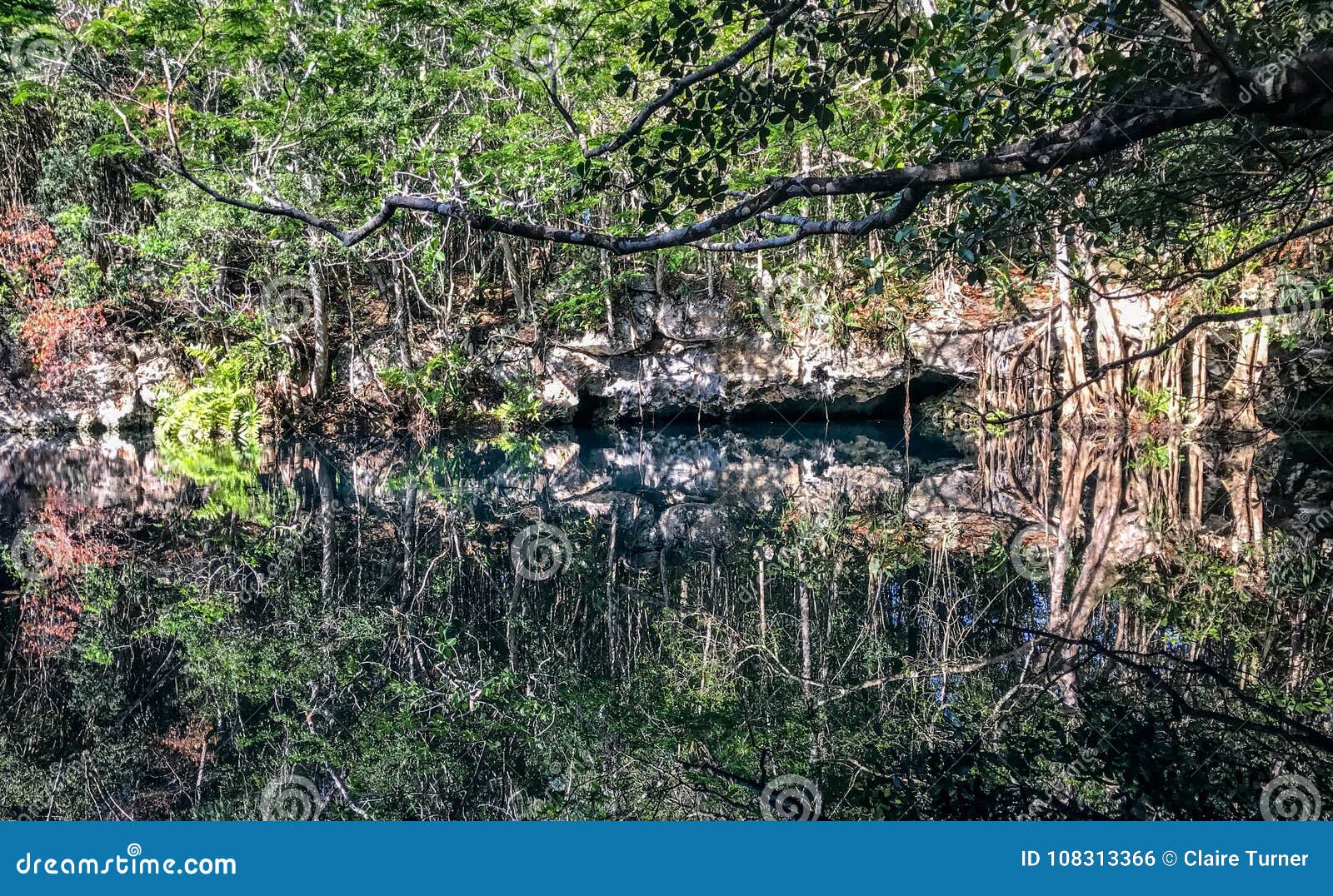 jungle reflection