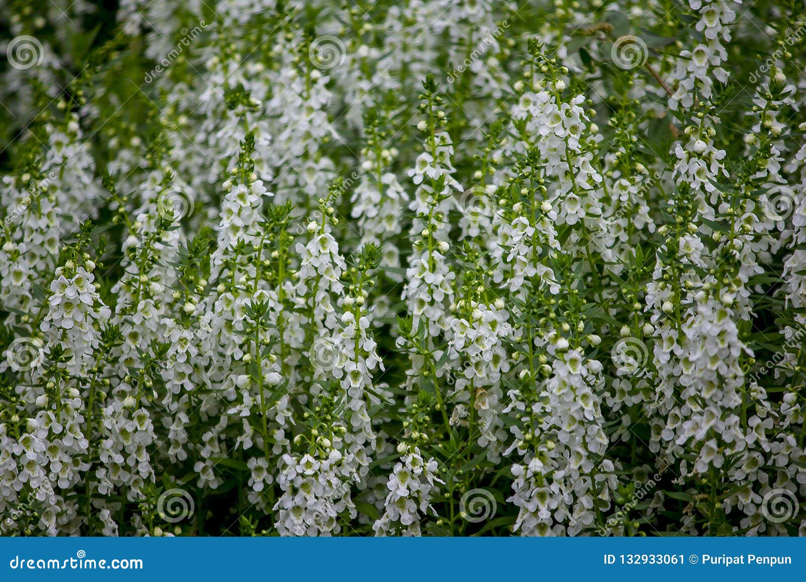 Angelonia Planted To Decorate The Garden Stock Image Image Of Backdrop Angelonia 132933061