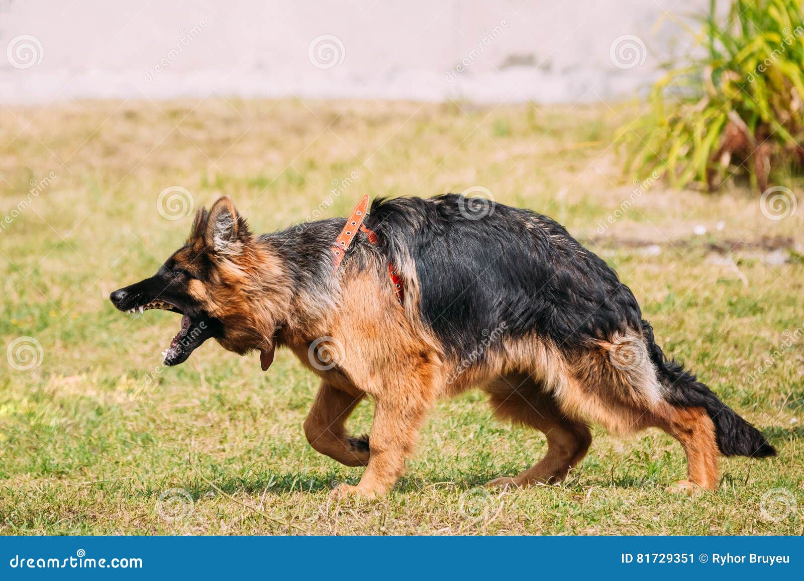 anger aggressive long-haired german shepherd adult dog, alsatian
