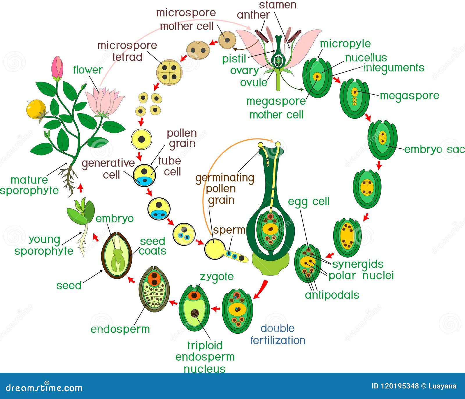 angiosperm life cycle. diagram of life cycle of flowering plant with double fertilization and titles