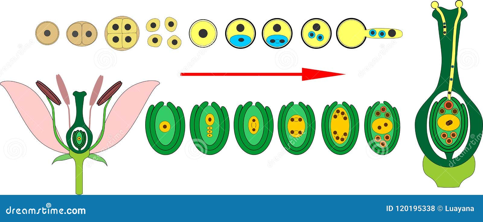 angiosperm plant life cycle. diagram of life cycle of flowering plant with double fertilization