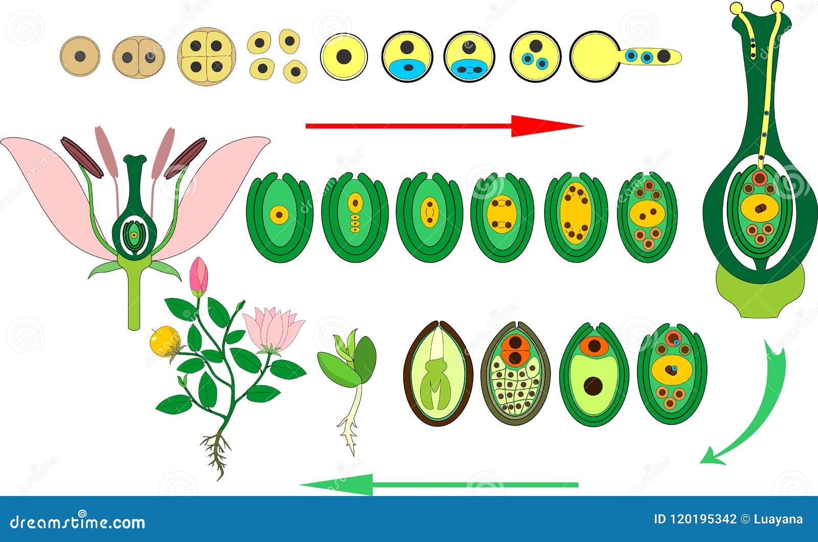 angiosperm plant life cycle. diagram of life cycle of flowering plant with double fertilization