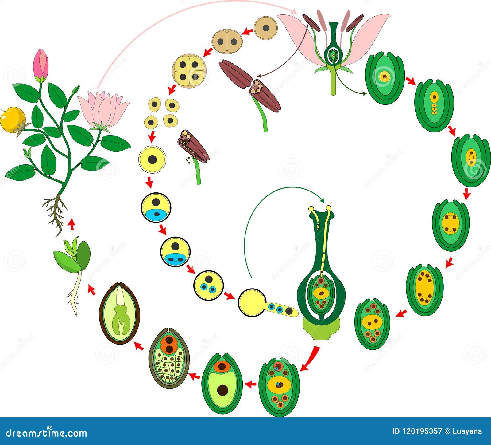 angiosperm plant life cycle. diagram of life cycle of flowering plant with double fertilization