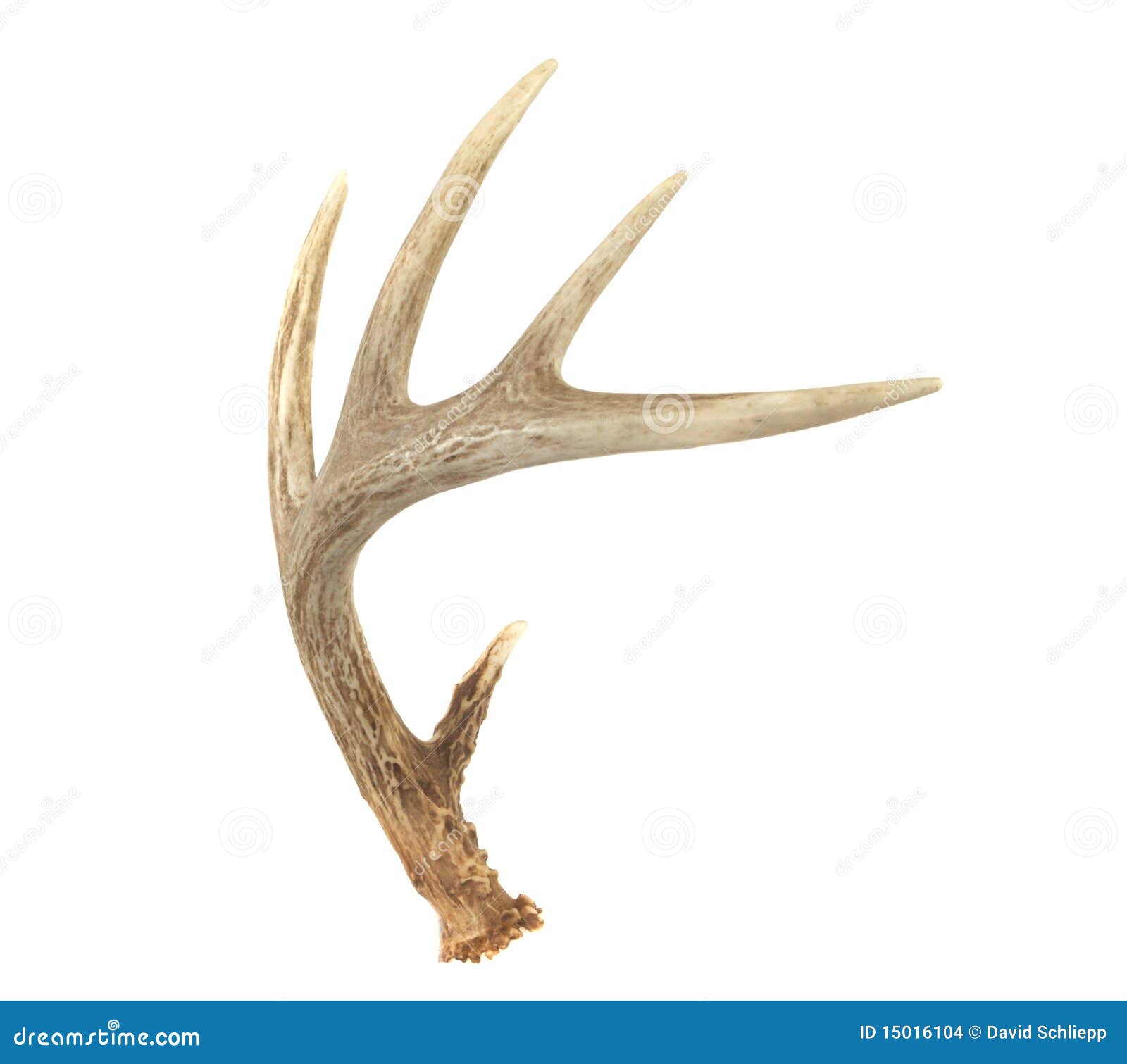 angled whitetail deer antler