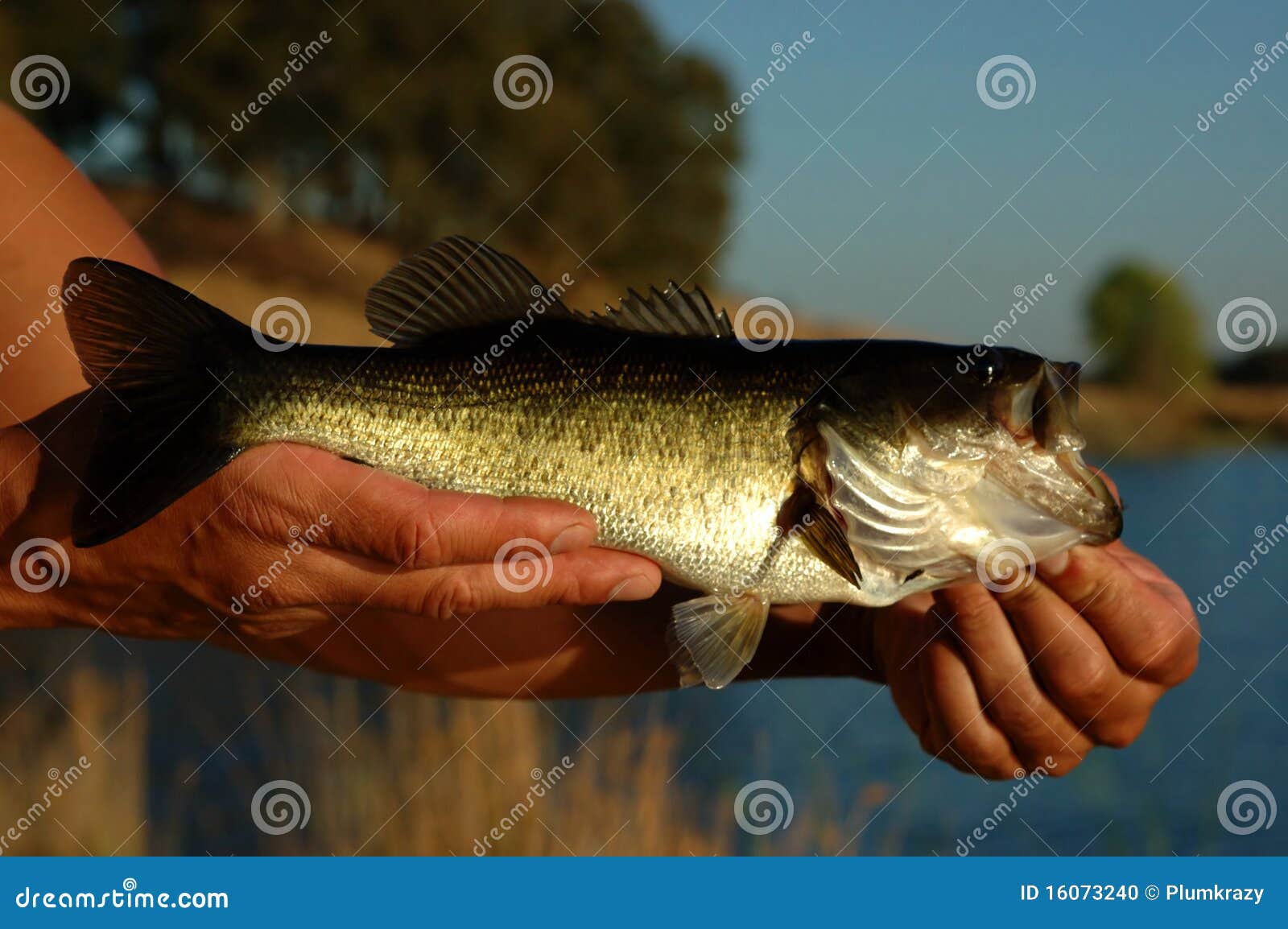 angler with bass fish