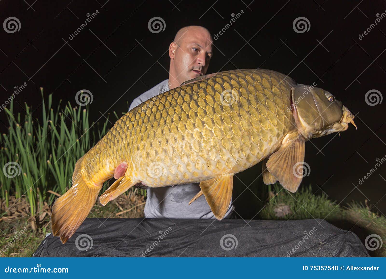 Angler with Carp Fishing Trophy Carp and Fisherman, Carp Fishing Trophy Carp  Fishing Trophy Night Fishing Stock Photo - Image of gold, hook: 75357548