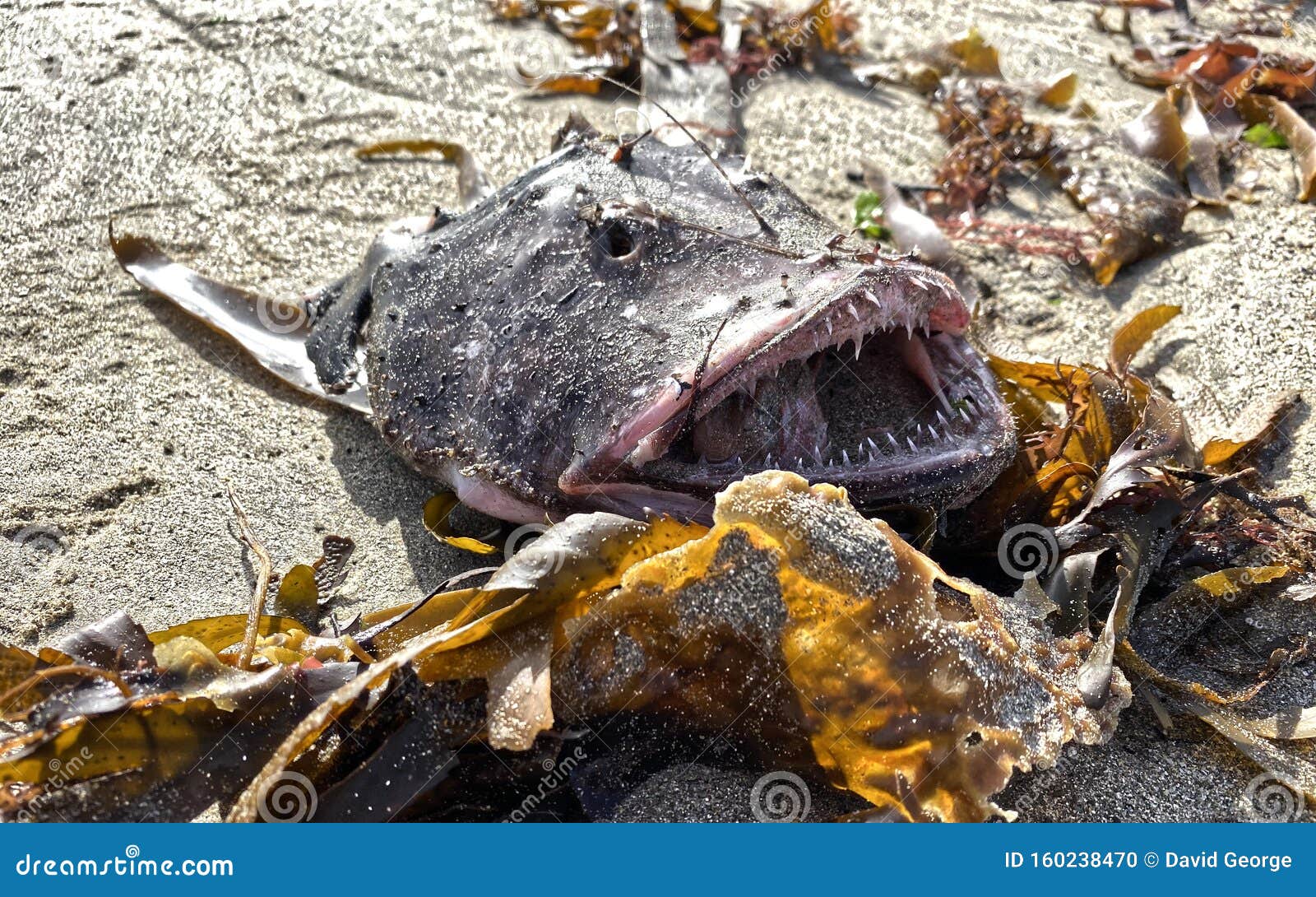 angler fish washed up newport beach angler fish washed up newport beach