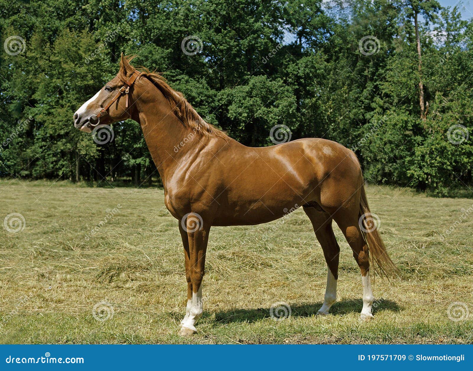 Anglo Arab Horse stock image. Image of arab, standing 197571709