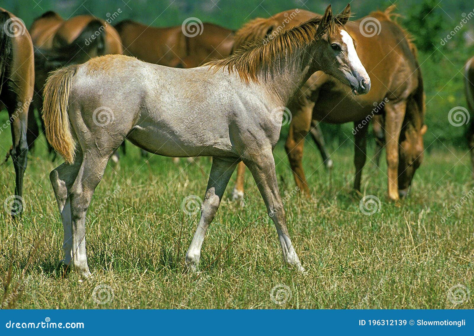 anglo arab horse, fawl and herd