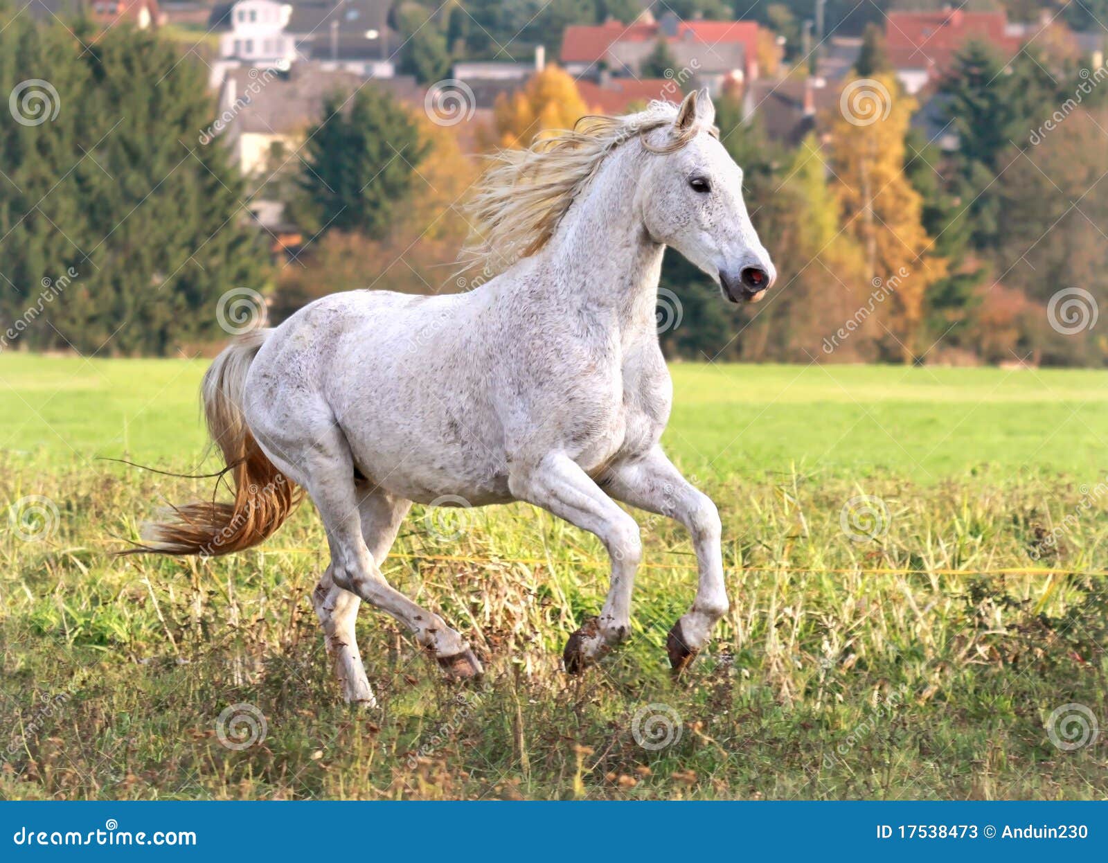 AngloArabian Beauty stock image. Image of autumm, gallop 17538473