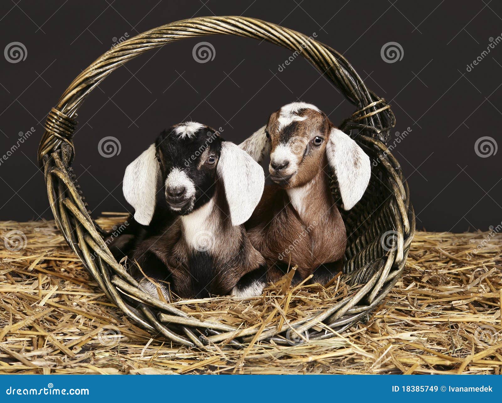 goat basket