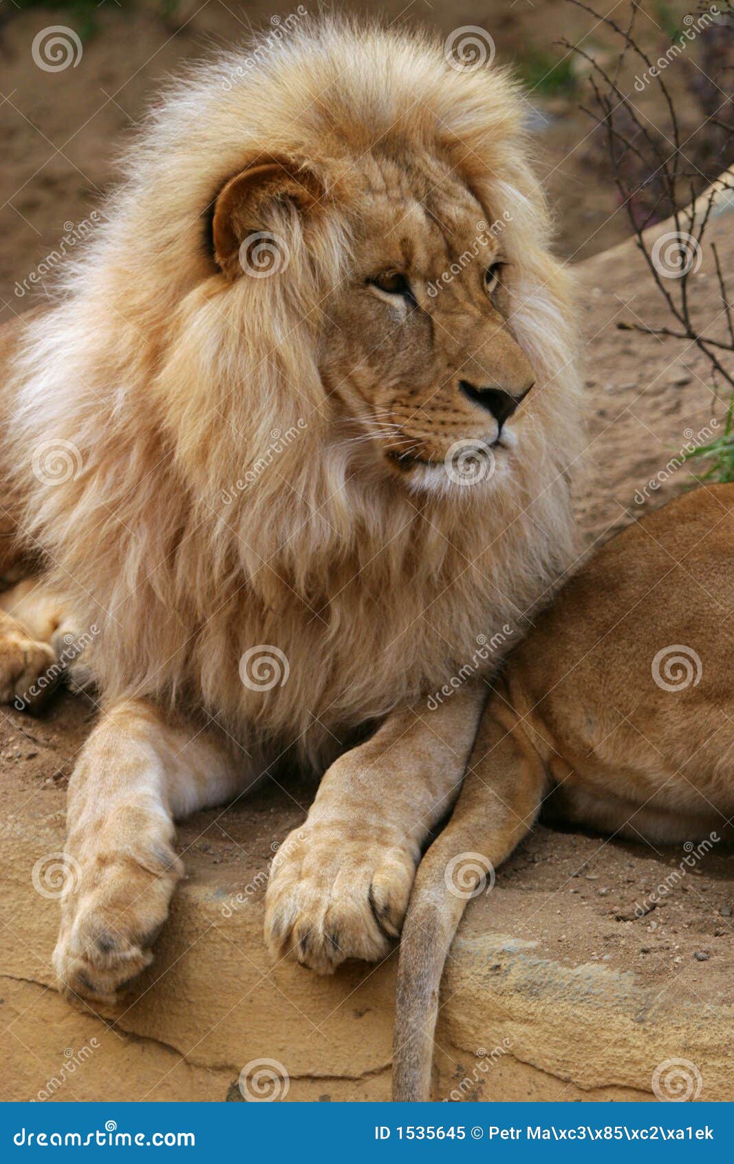 angola lion
