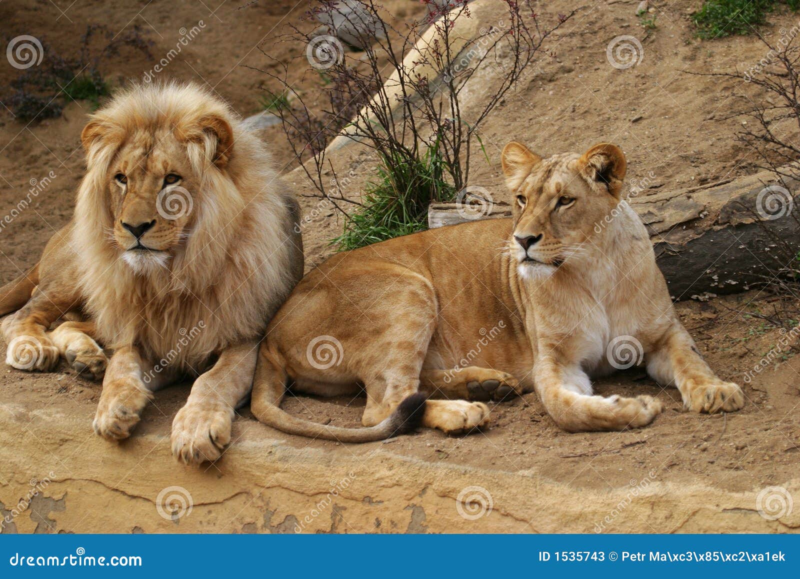 angola lion, lion and lioness