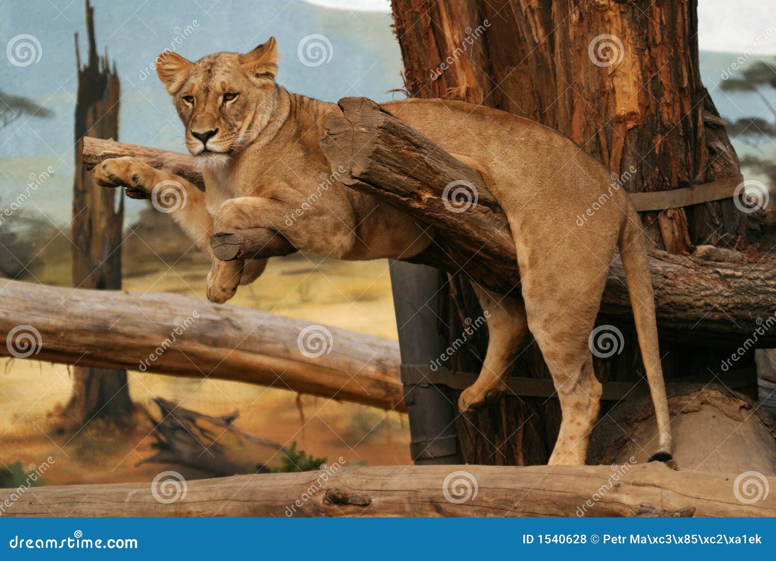 angola lion, lioness