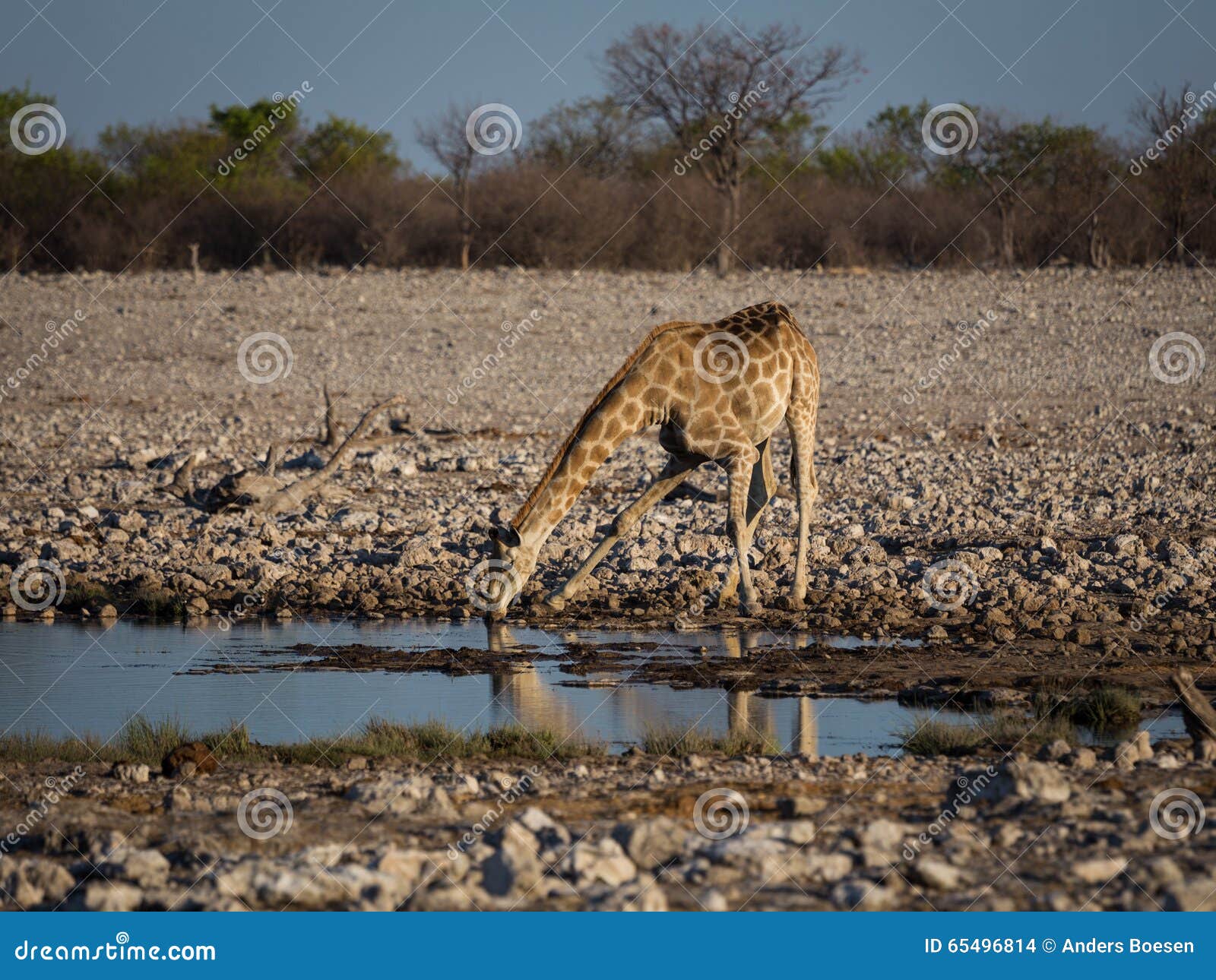 angolan giraffe drinking at waterhole.
