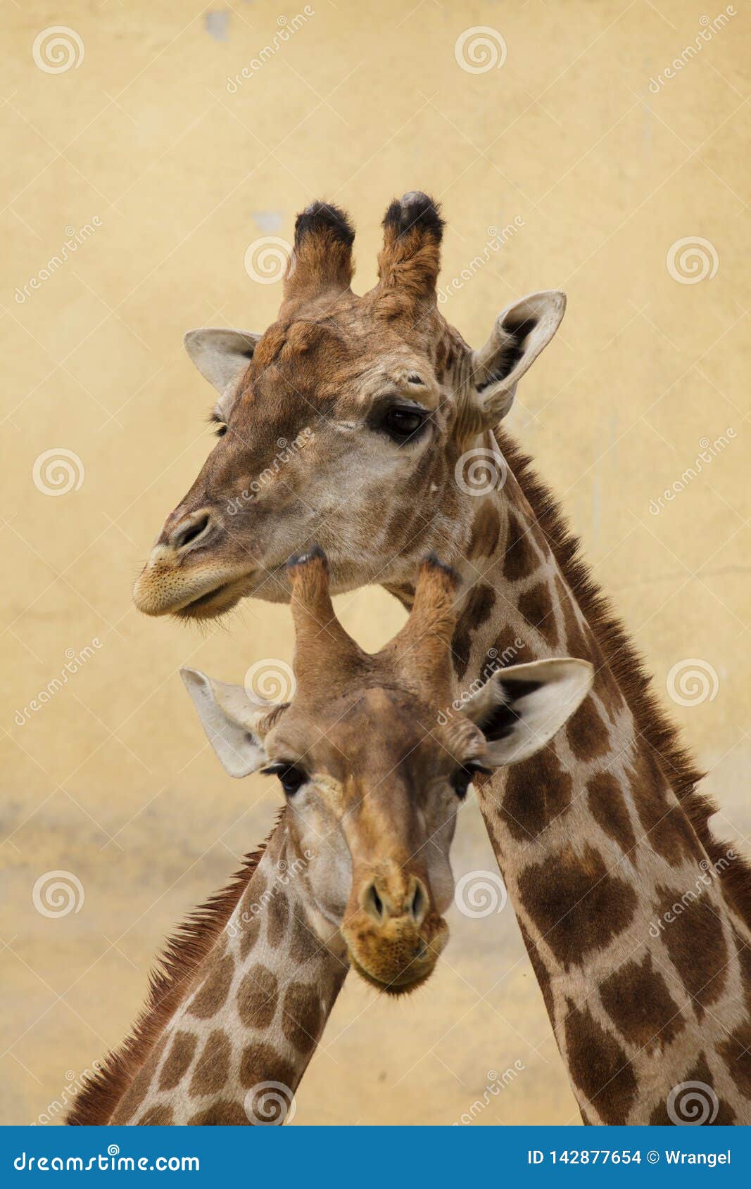angolan giraffe giraffa camelopardalis angolensis