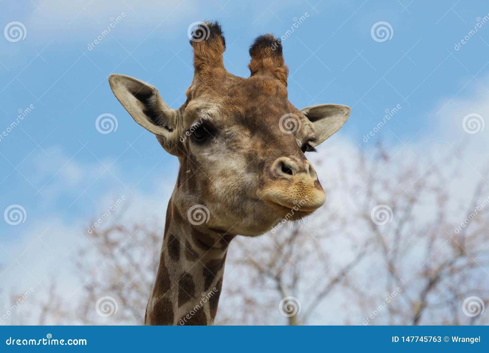 angolan giraffe giraffa camelopardalis angolensis