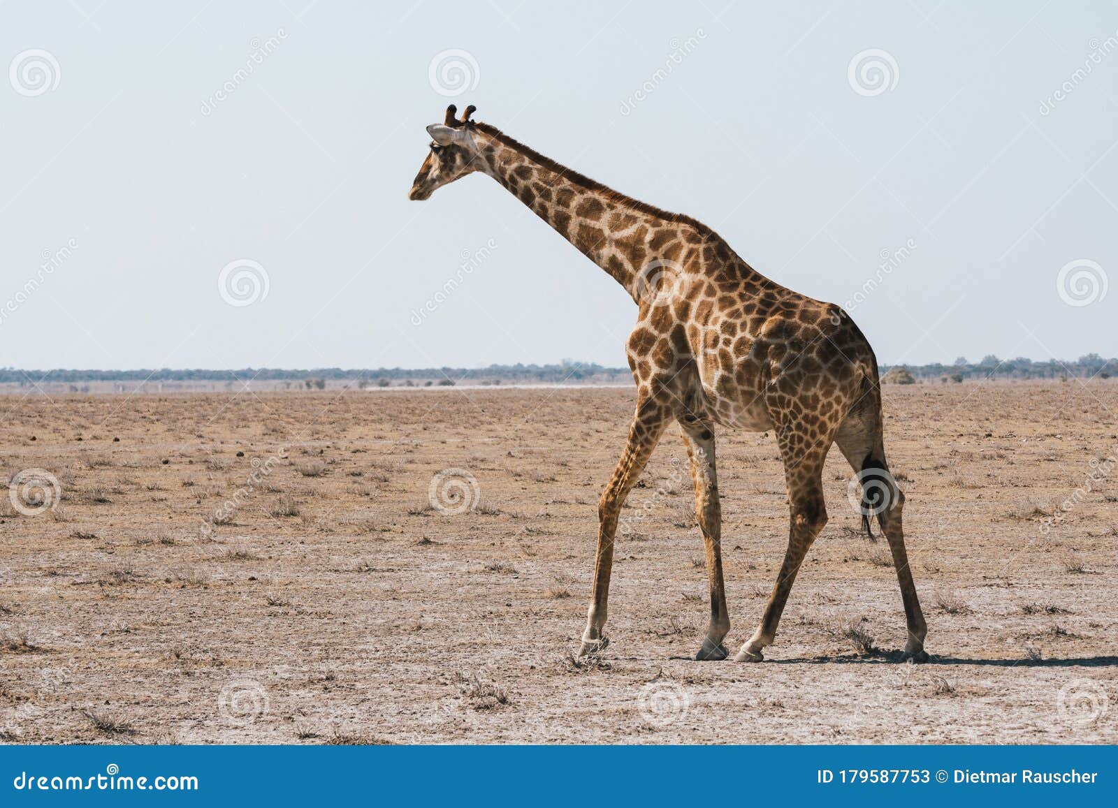 angolan giraffe walking in dry, plain of etosha pan, namibia