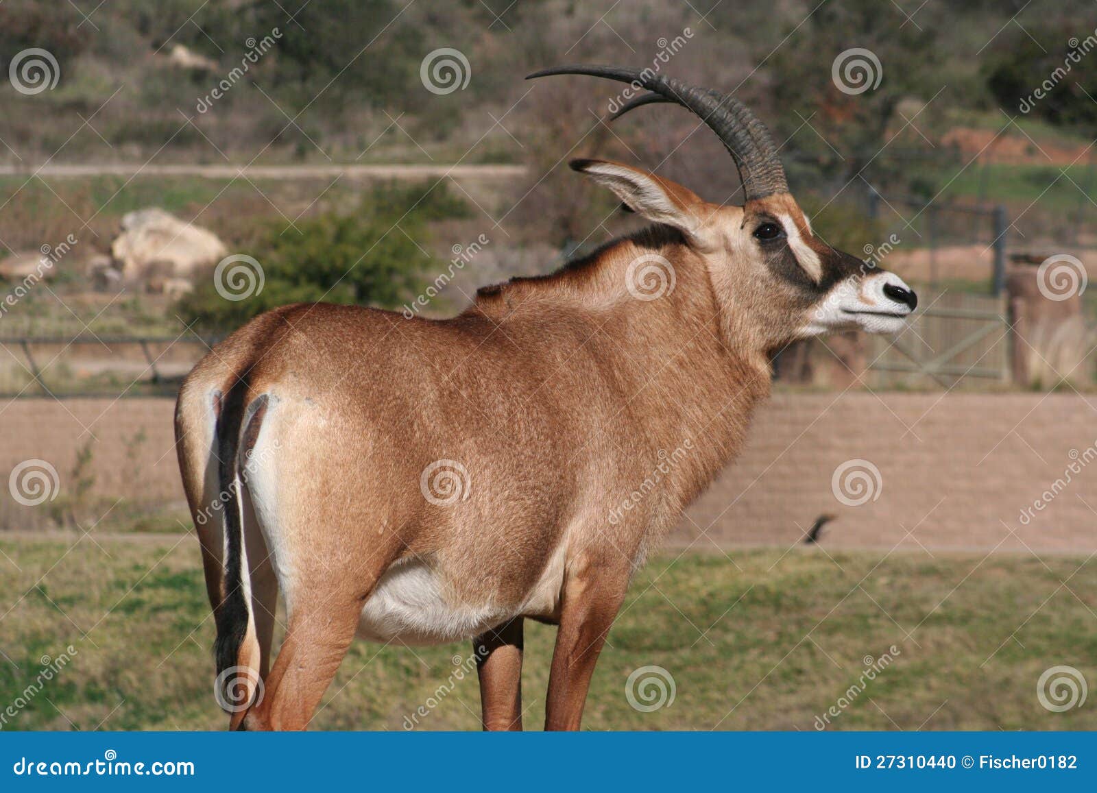 angolan roan antelope (hippotragus equinus cottoni