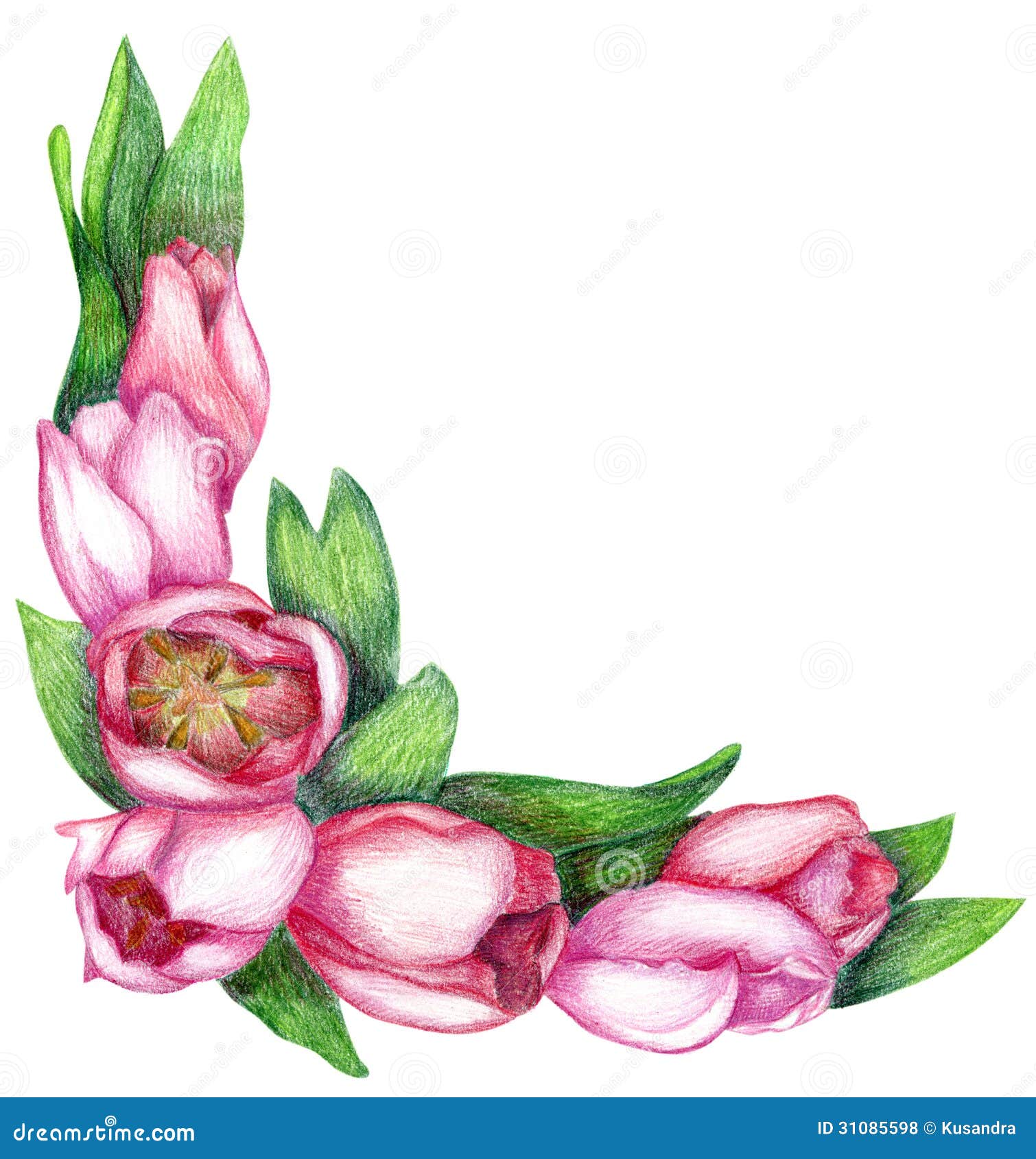 Angolo disegnato a mano del tulipano