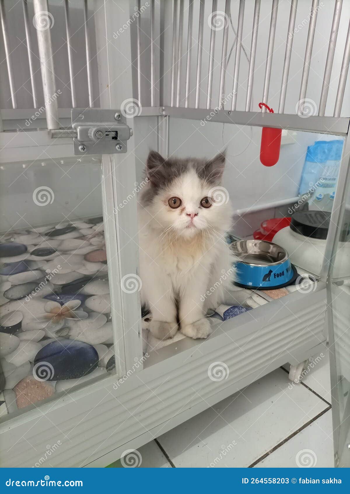 Angora Cat the One Under His Eye Hurt Stock Image Image of hurt