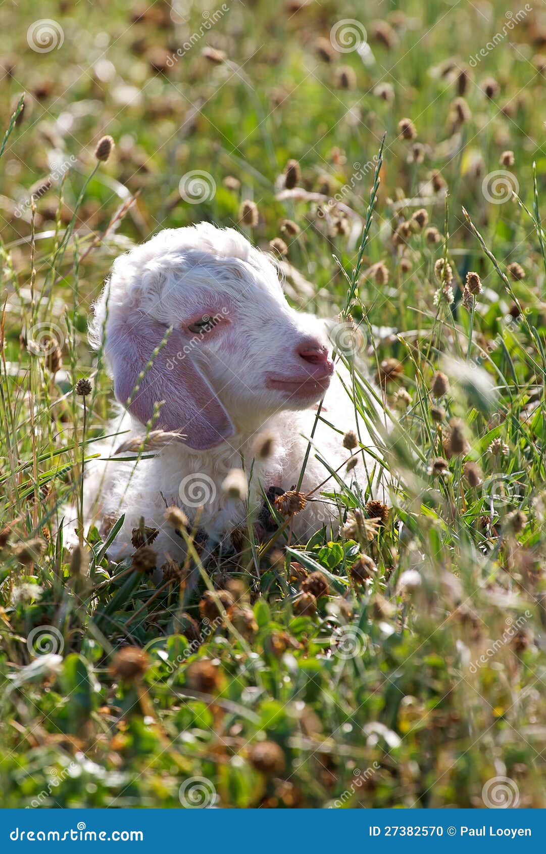 angora goat hide angora goat hide