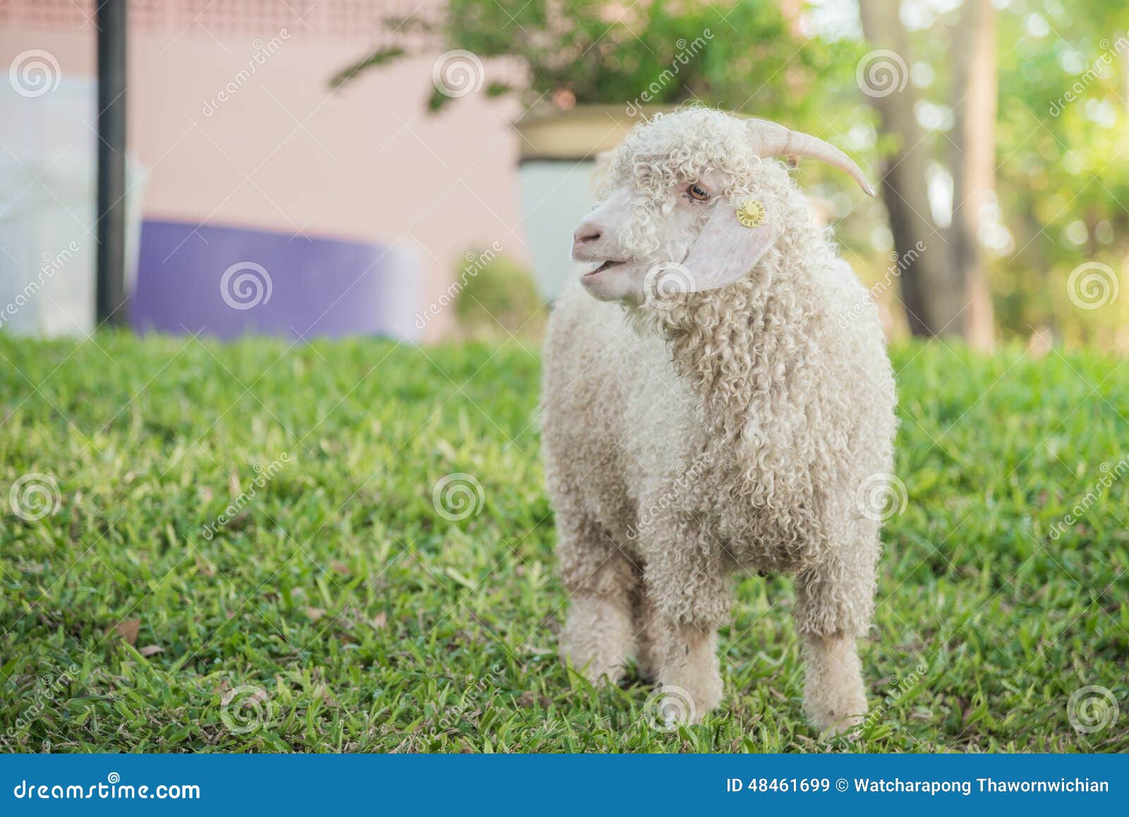 angora goat hide angora goat hide