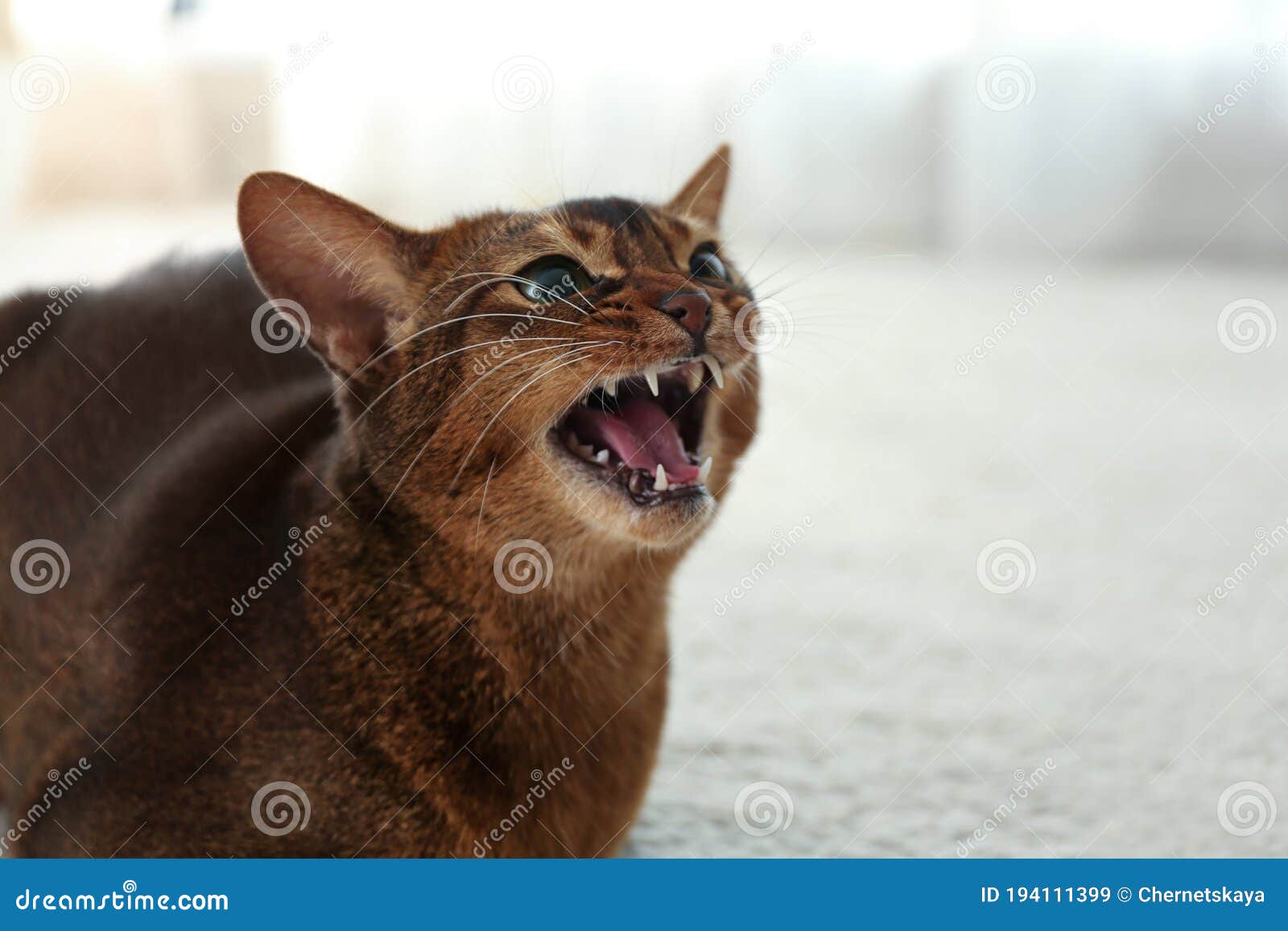 angry cat (profile picture)