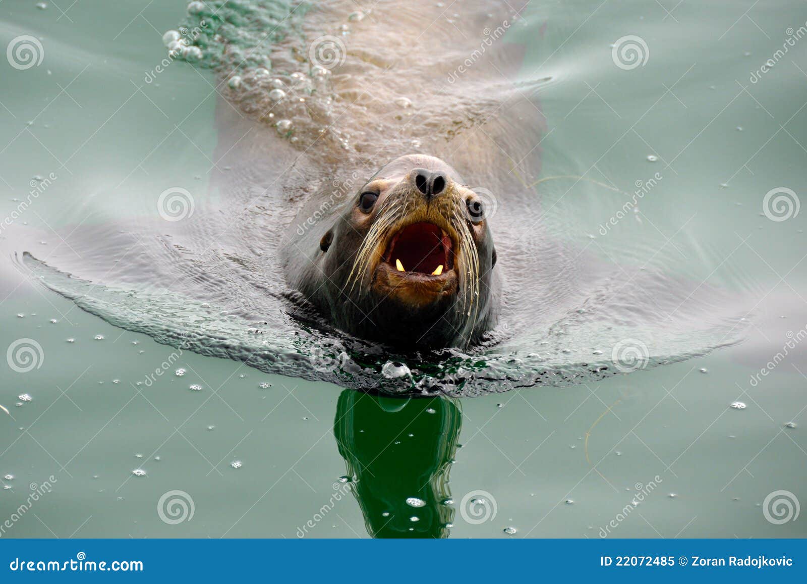 Angry barking sea lion stock image. Image of marine, biology 22072485