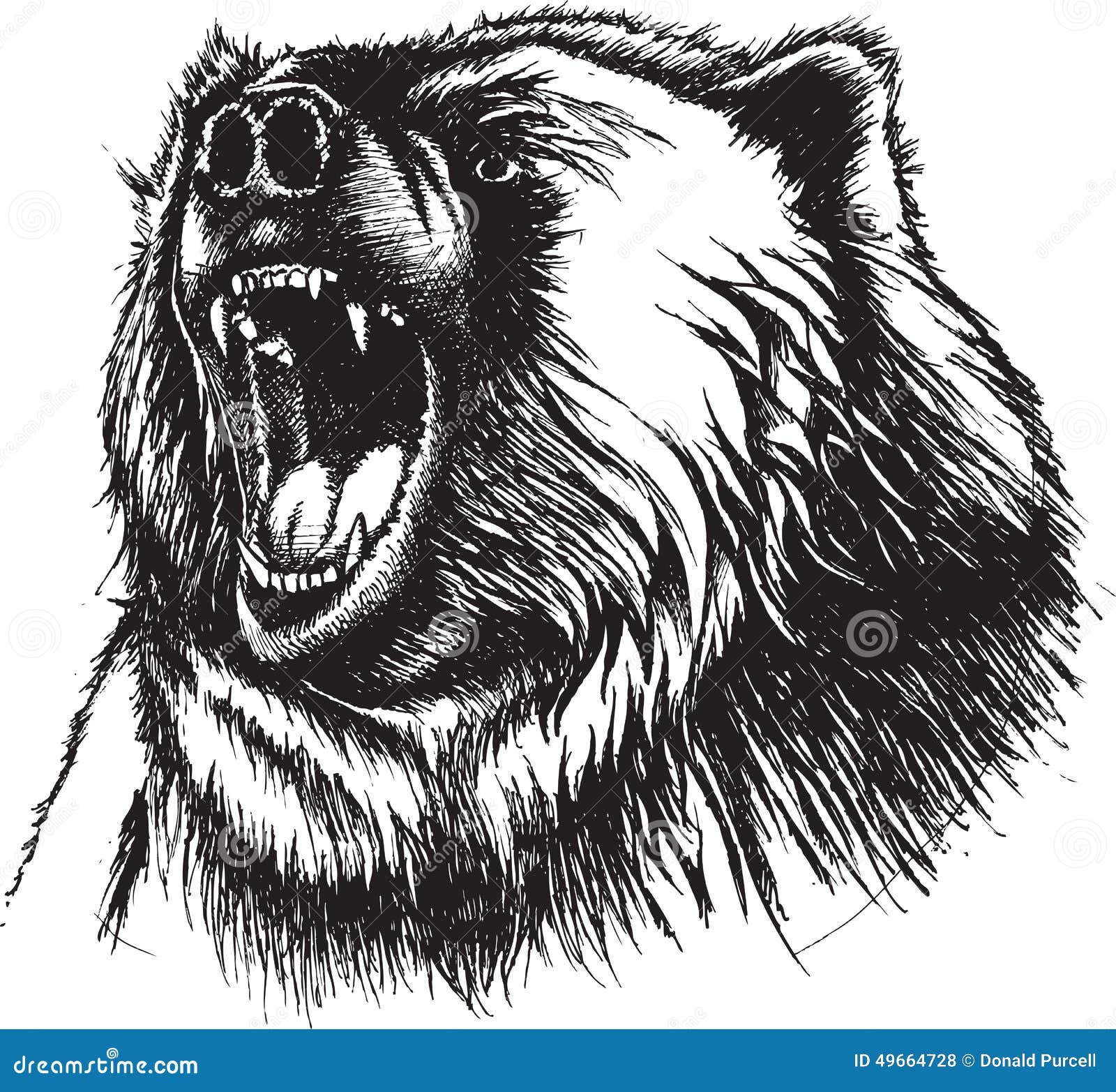 angry bear drawing