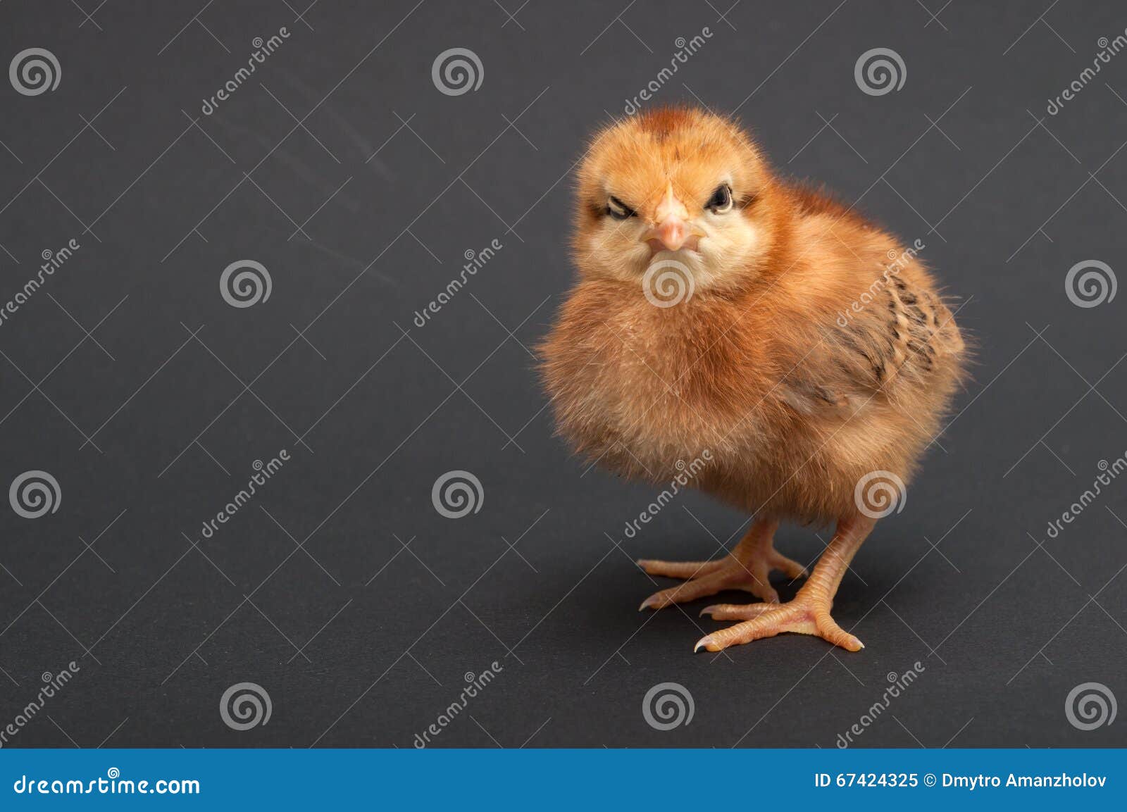 7,695 Angry Bird Stock Photos - Free & Royalty-Free Stock Photos from  Dreamstime
