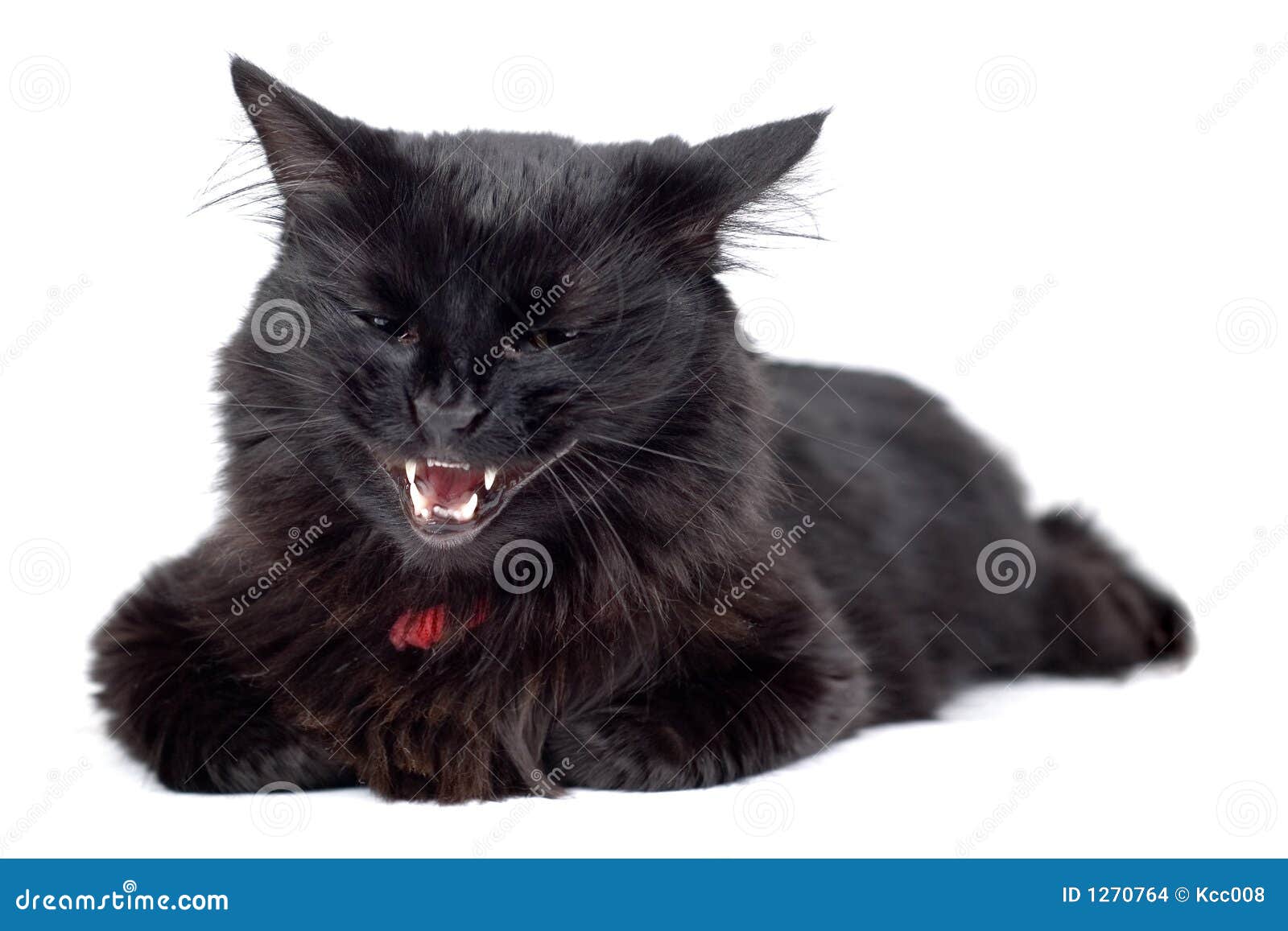 a picture of an angry black fuzzy cat with yellow