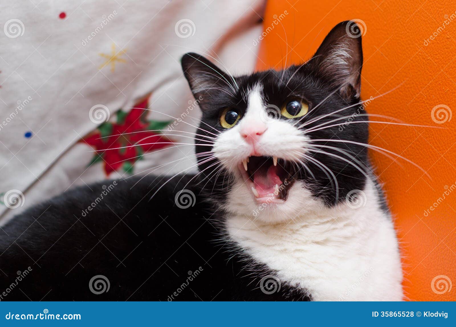 Angry White Cat stock image. Image of young, sparkle - 47851103