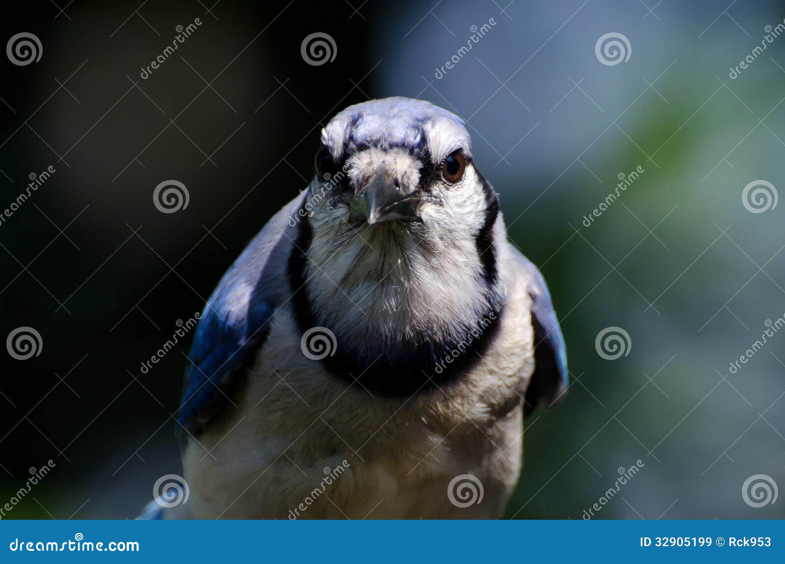 Angry Blue Jay stock image. Image of wildlife, perched 32905199