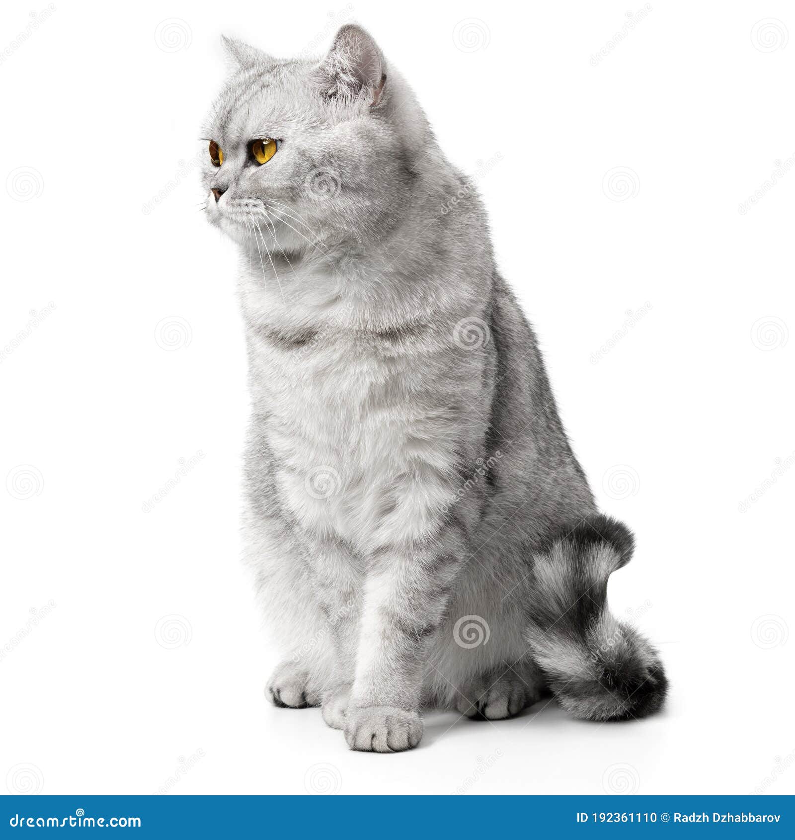 Angry cat looks in front. Stock Photo