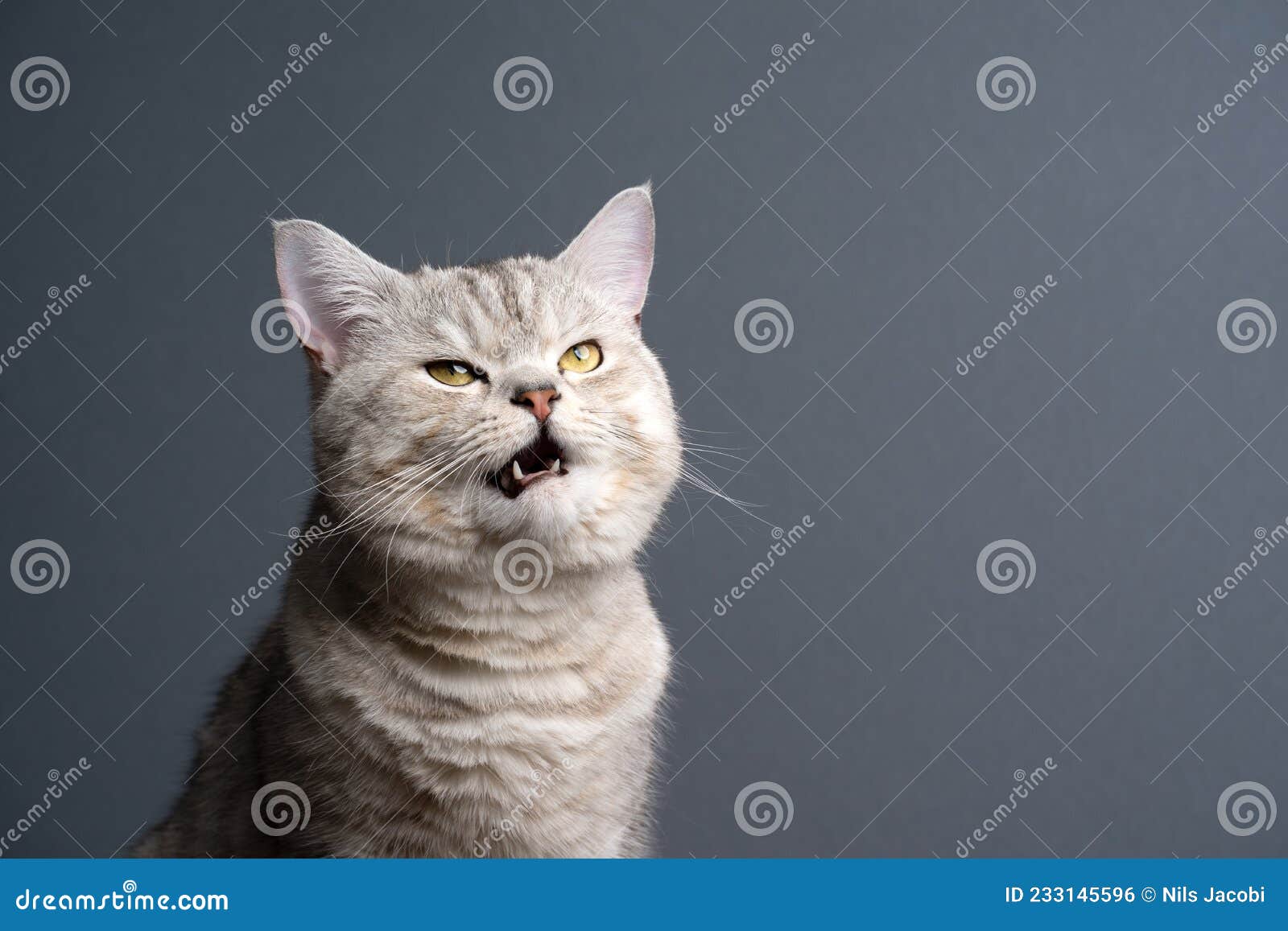 Big Blue British Shorthair Cat Looking At Camera Angry Portrait