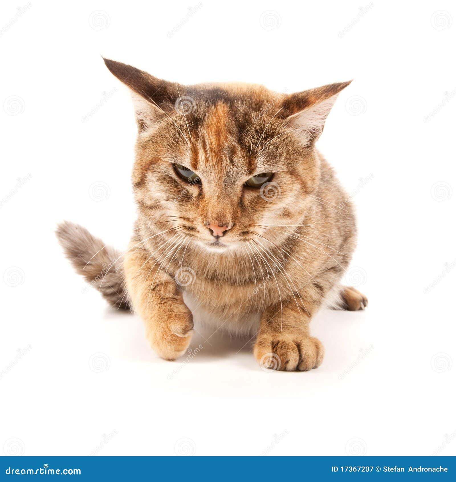 Angry White Cat stock image. Image of young, sparkle - 47851103