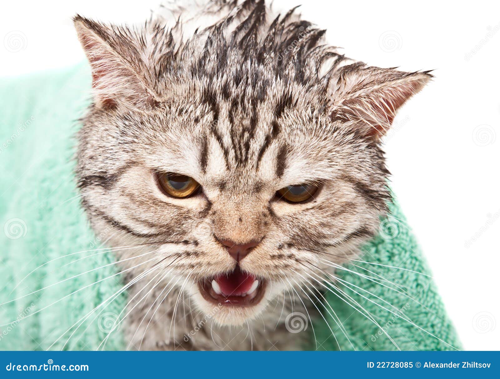 4,098 Angry Cats Stock Photos - Free & Royalty-Free Stock Photos from  Dreamstime