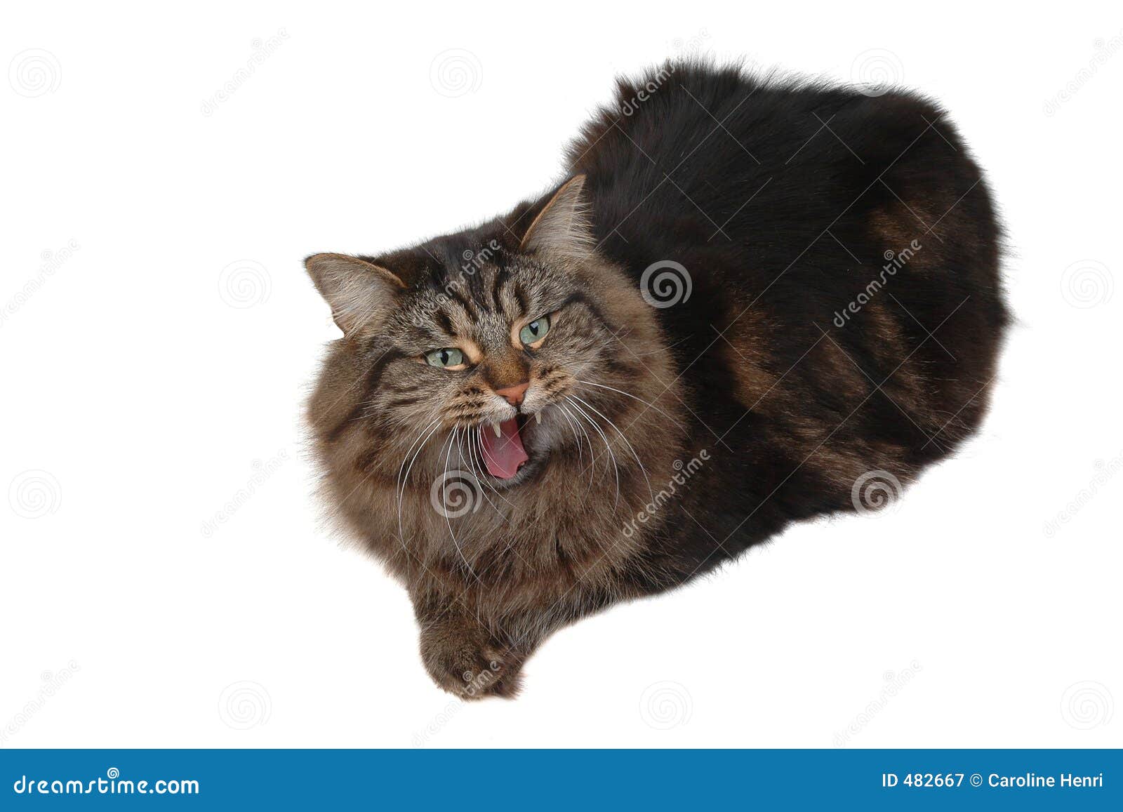 Angry tabby cat Stock Photos, Royalty Free Angry tabby cat Images