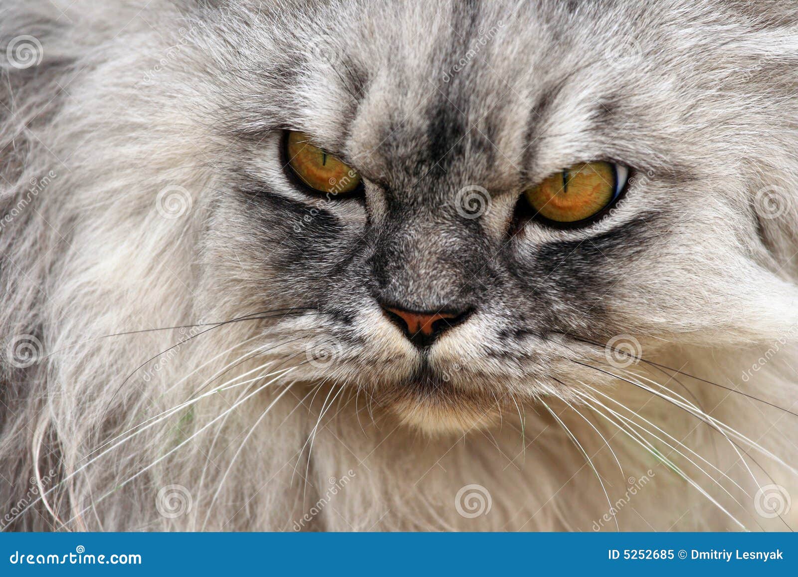 19,900+ Angry Cat Face Stock Photos, Pictures & Royalty-Free