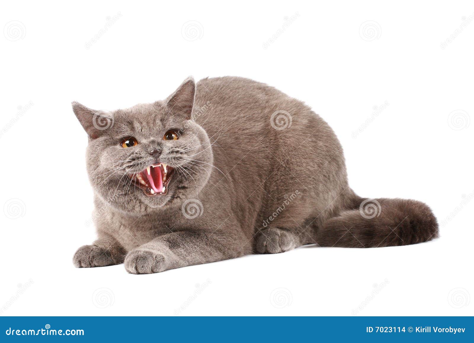 Angry Cat Stock Photos and Images - 123RF