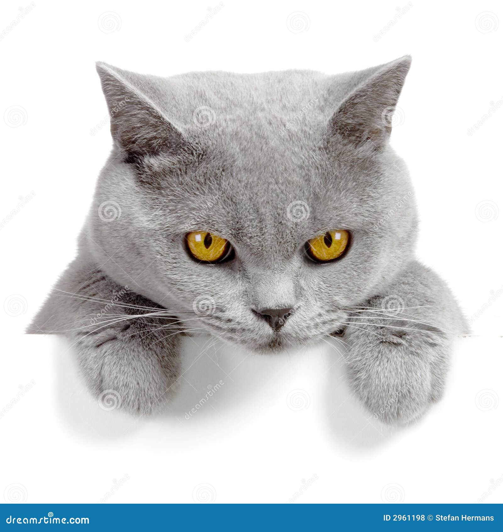 angry-cat-banner-2961198.jpg