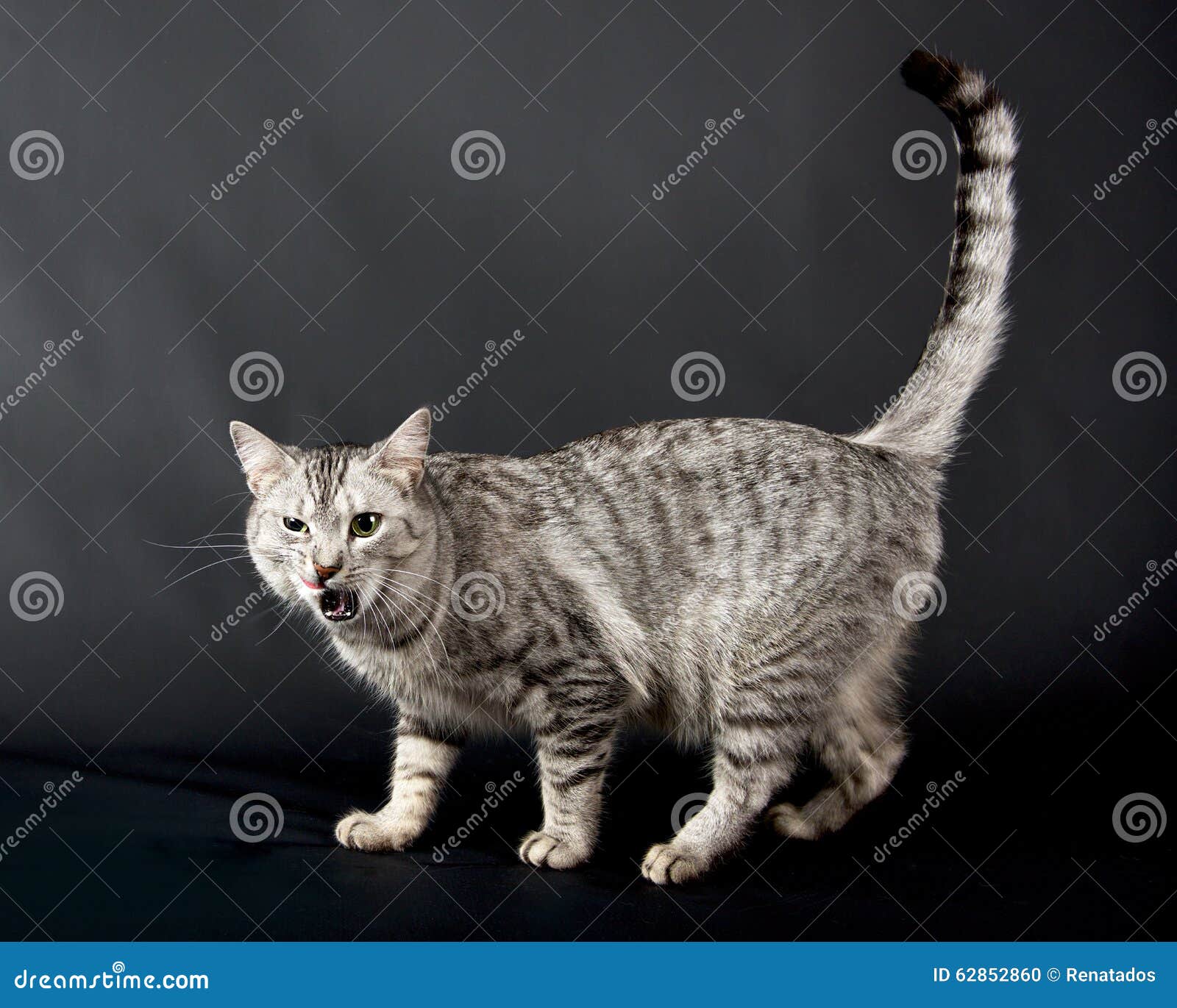 angry cat in black background, cat portrait, cat in dark background, cat portrait close up, cat in studio with space for