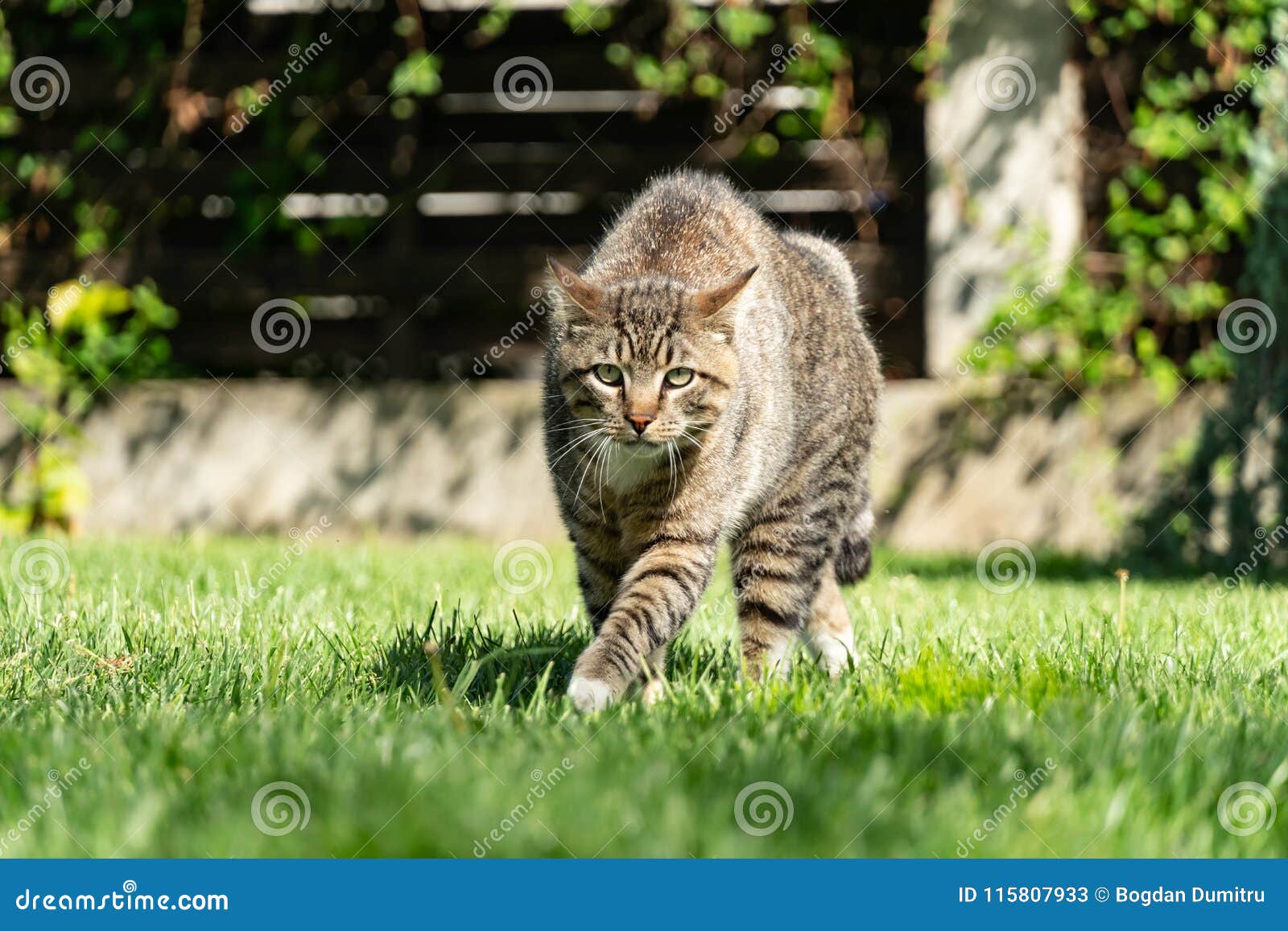 angry cat defending territory