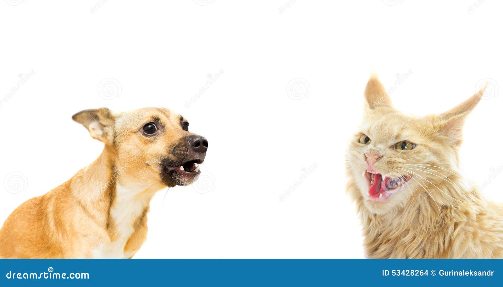  Angry  Cat  And Dog  Stock Photo Image 53428264