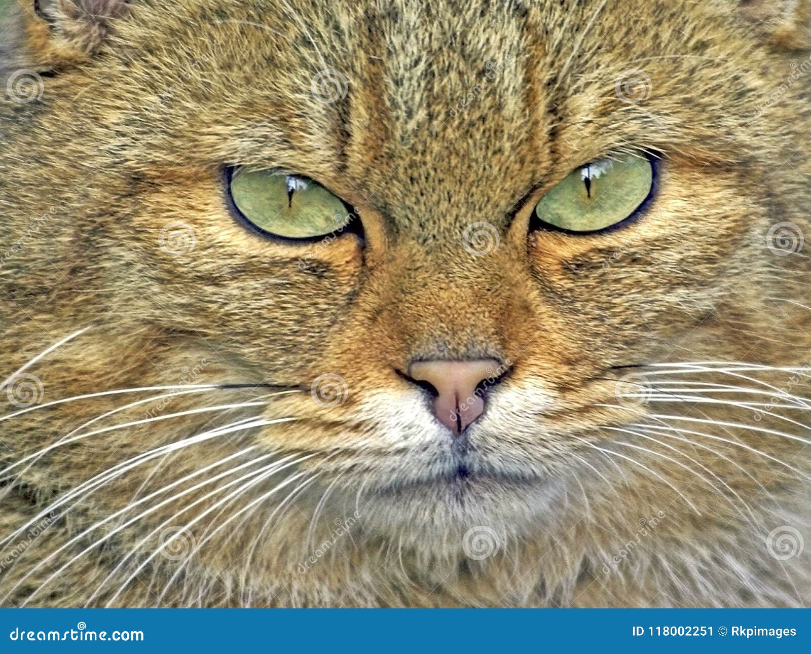 Angry Cat Face, Close Up, Looking Straight into Camera Stock Image