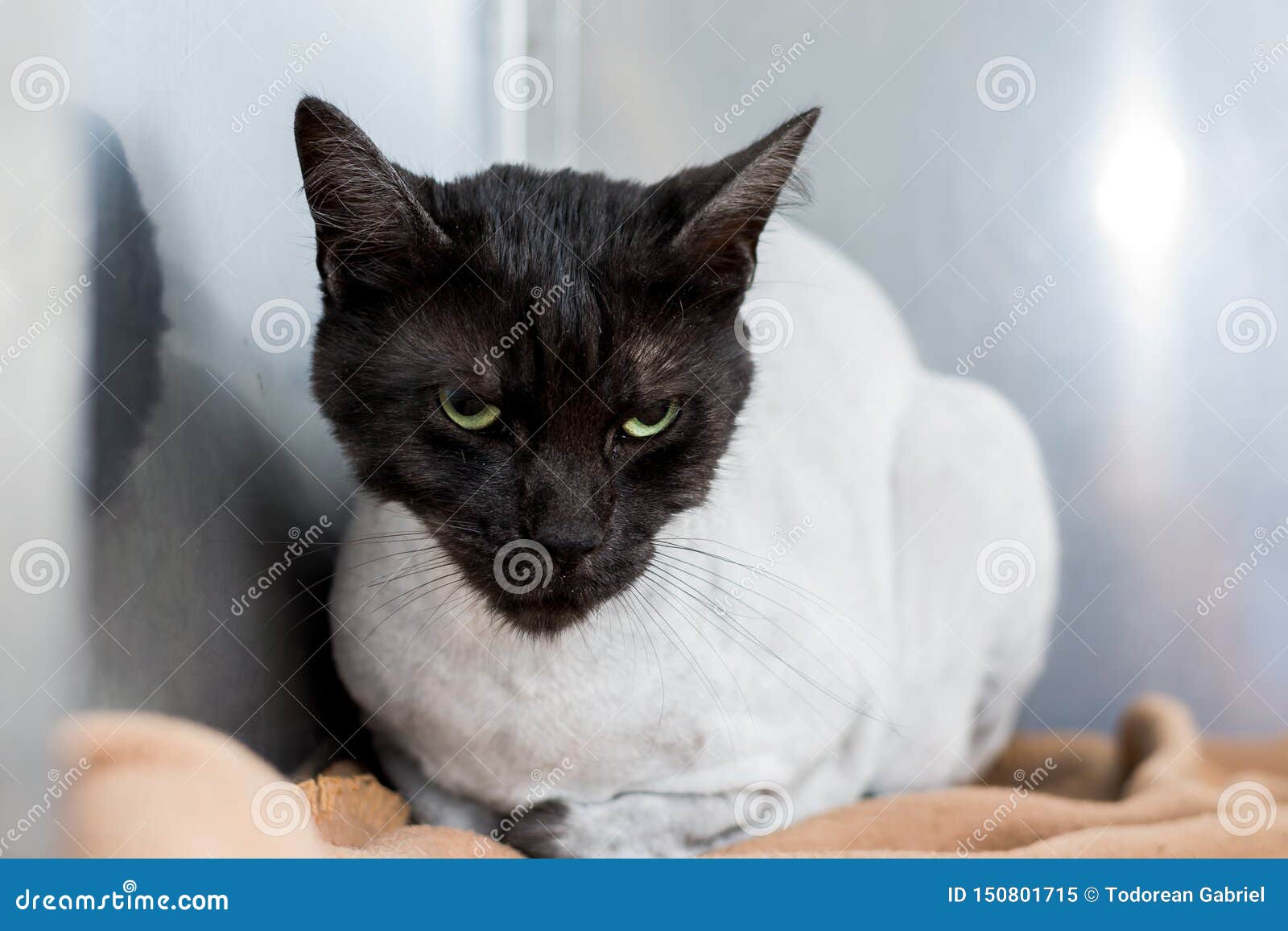 Angry Cat Face at the Veterinary Clinic. Cat after Haircut