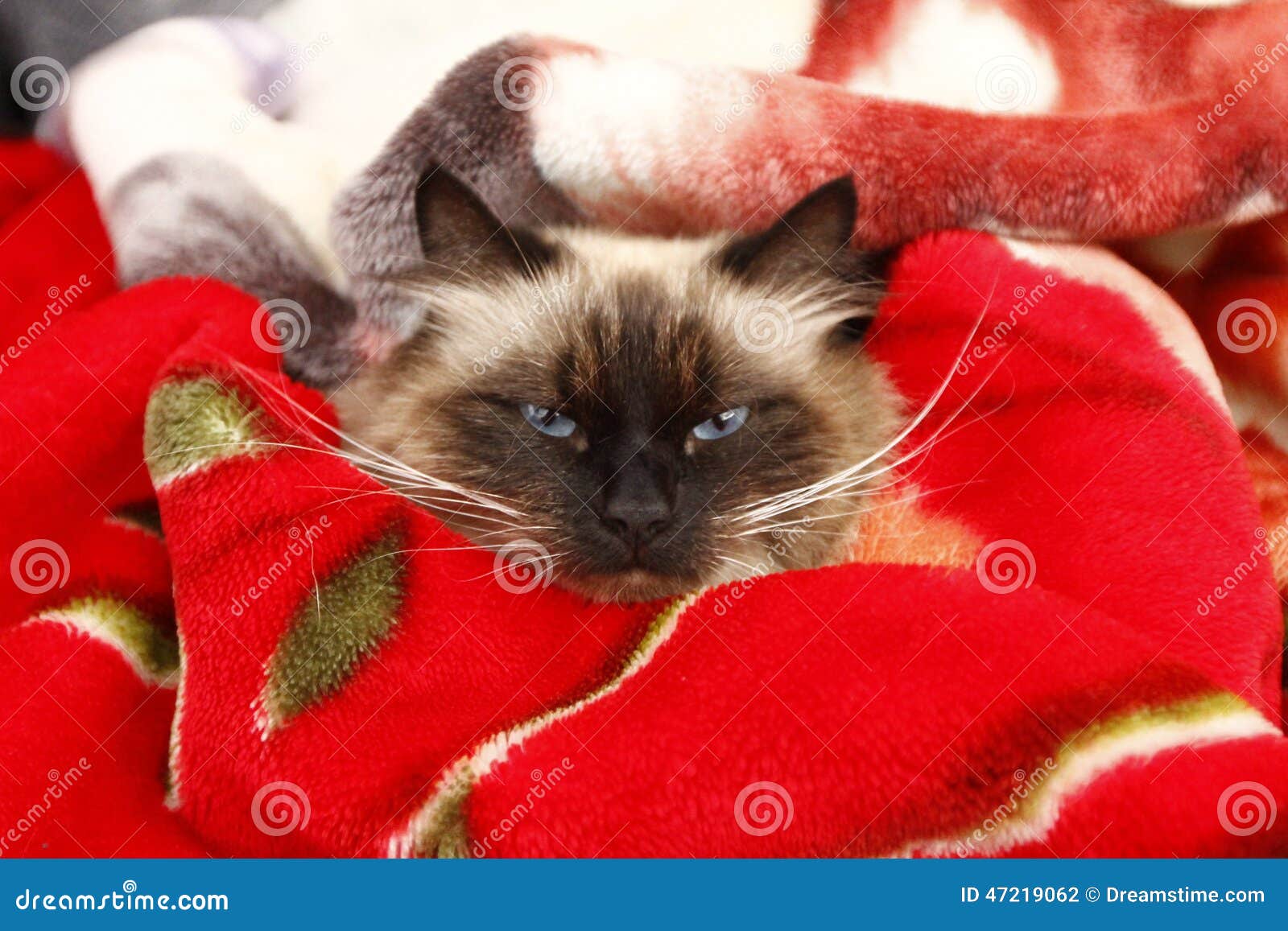 Angry cat drawing - Stock Illustration [61305872] - PIXTA